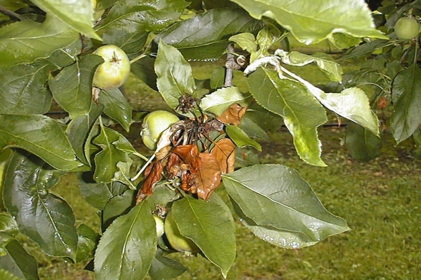 Fireblight